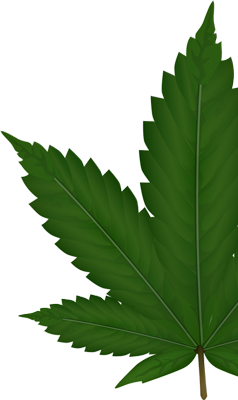 cannabis mezza foglia
