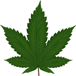 cannabis foglia piccola