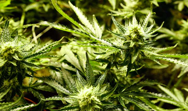 legalizzazione della cannabis - fiori di marijuana