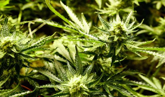 fiori di marijuana