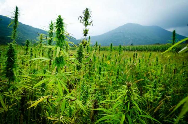 legalizzazione della cannabis - pianta di canapa