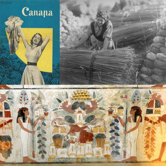 storia della canapa